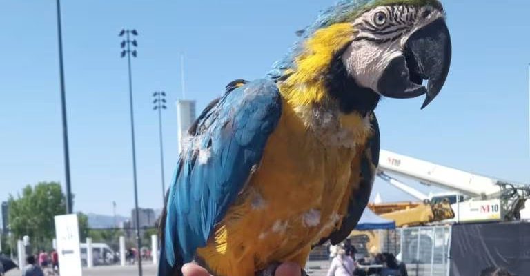 Hombre se Hace Viral por Ir a Votar con un Guacamayo