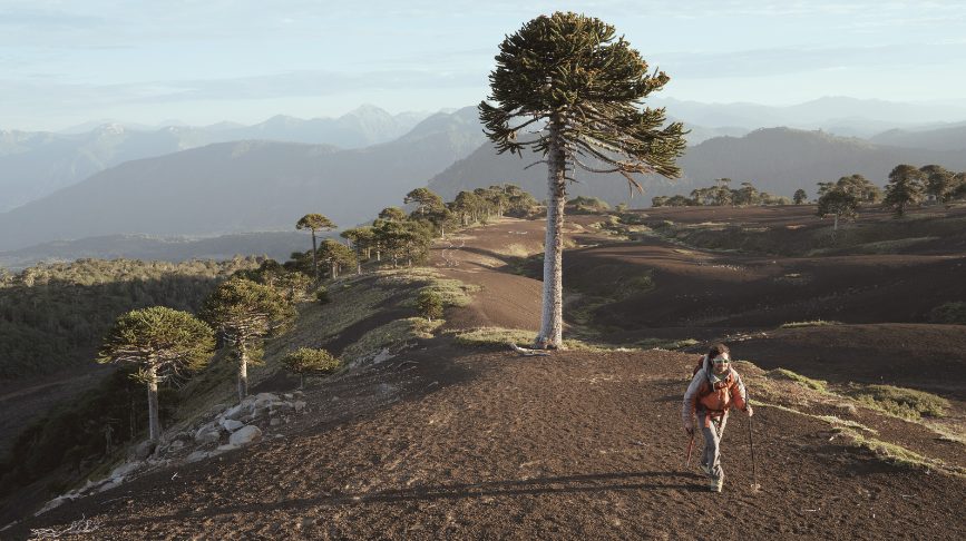 Chile Gana por Segundo Año Consecutivo el «Oscar del Turismo» como el Mejor Destino Verde del Mundo