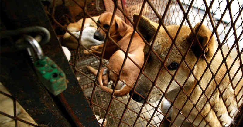 Protesta Masiva en Corea del Sur contra la Prohibición de la Carne de Perro