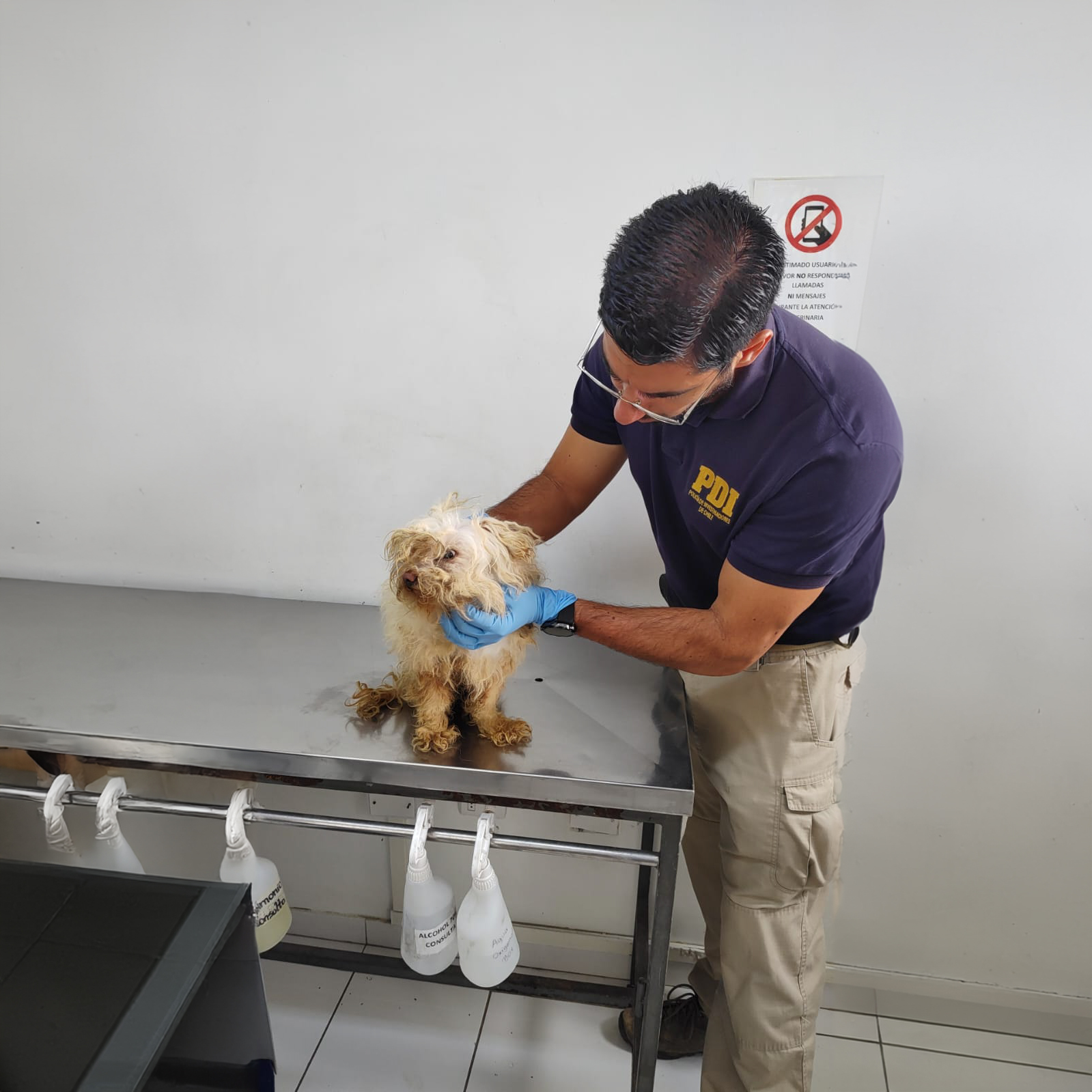 Dos perros fueron rescatados por la BIDEMA Antofagasta