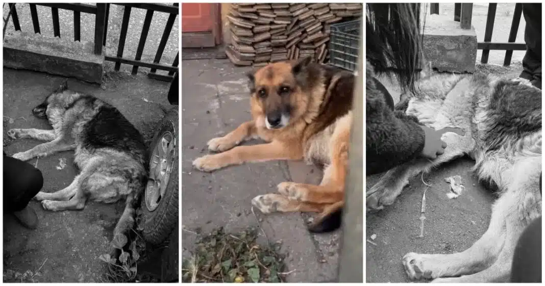 Impactante Caso de Maltrato Animal en Hualpén: Justicia Exigida tras Abuso y Muerte de una Pastor Alemán