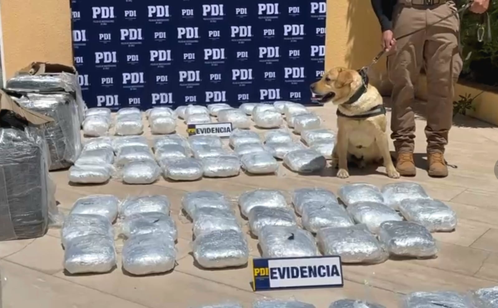 Perro detector de la PDI descubre cargamento de cannabis en empresa de encomiendas en Calama