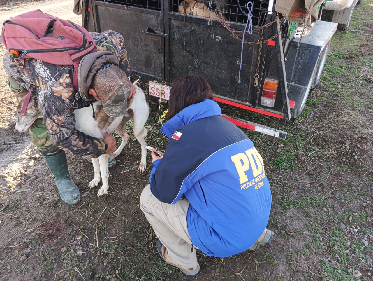 Dos individuos arrestados por abuso animal en Cerro Galera, Coyhaique, y dos perros galgos heridos fueron rescatados.