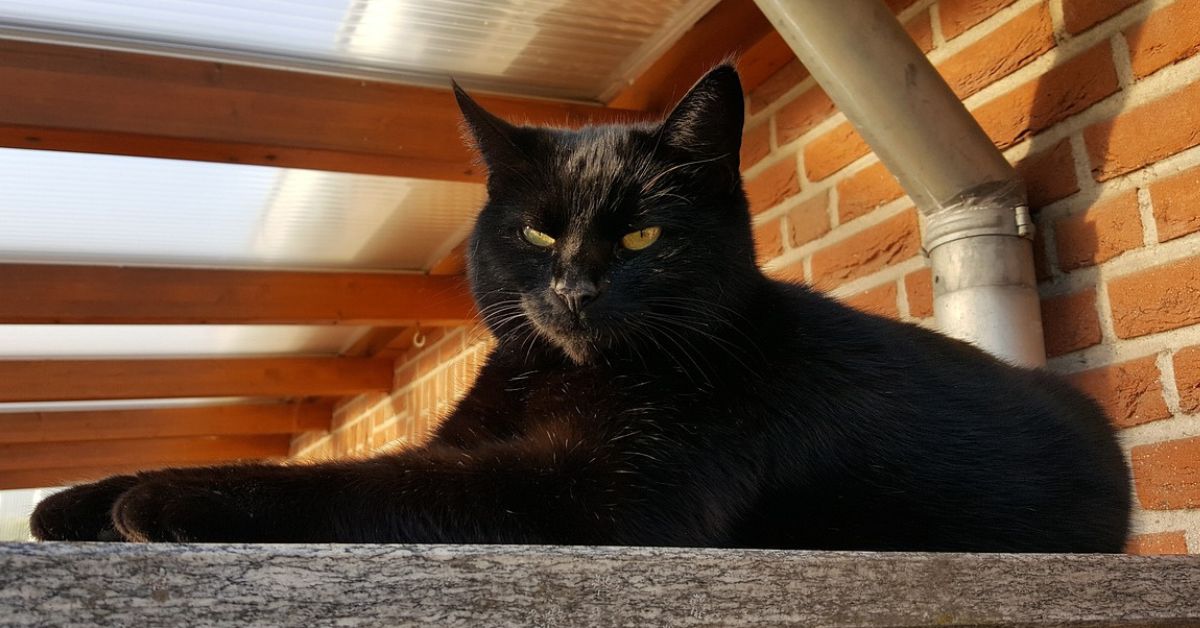 Salvan a un gato que pasó dos semanas con la cabeza atascada en un envase de plástico