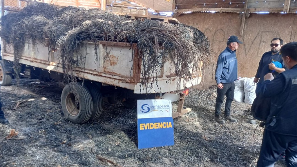 Finalización de la fiscalización en Tocopilla con la confiscación de 5,4 toneladas de algas pardas.