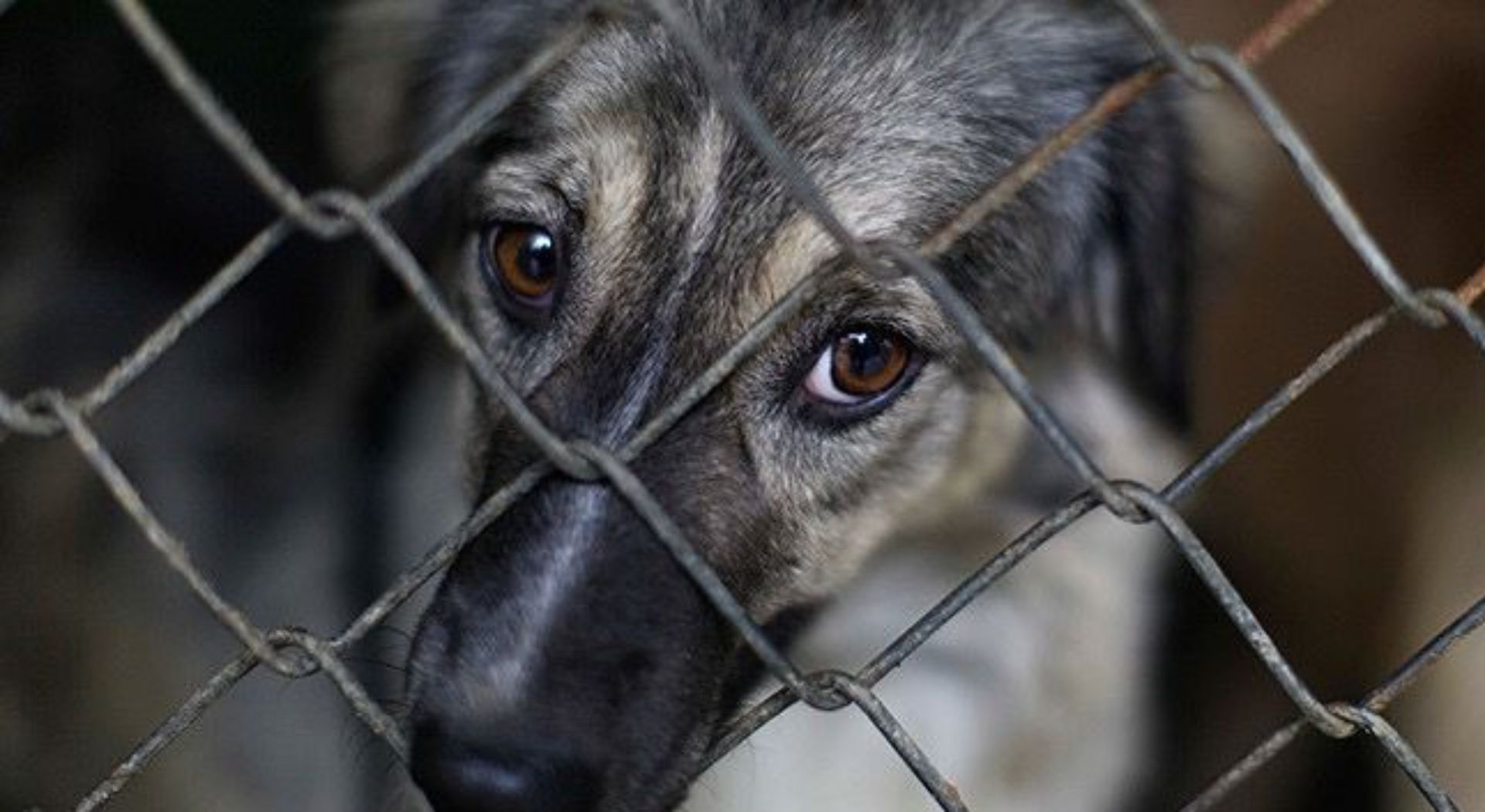La Fiscalía inicia investigación por presunta sustracción y matanza de perros en Antofagasta.