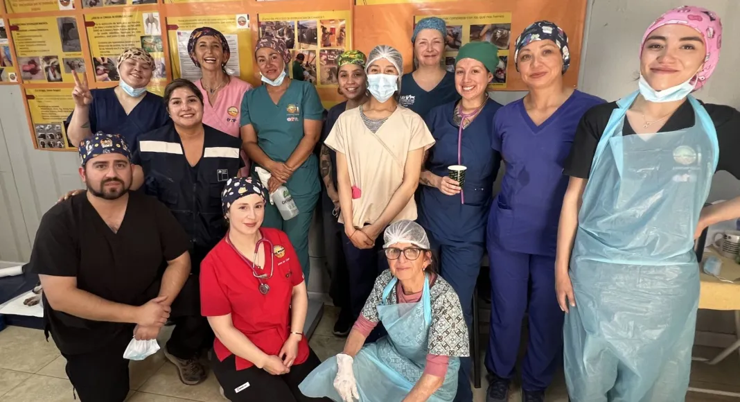 Equipos veterinarios de la región perfeccionan técnicas de cirugía y anestesia en inédita jornada en Calama