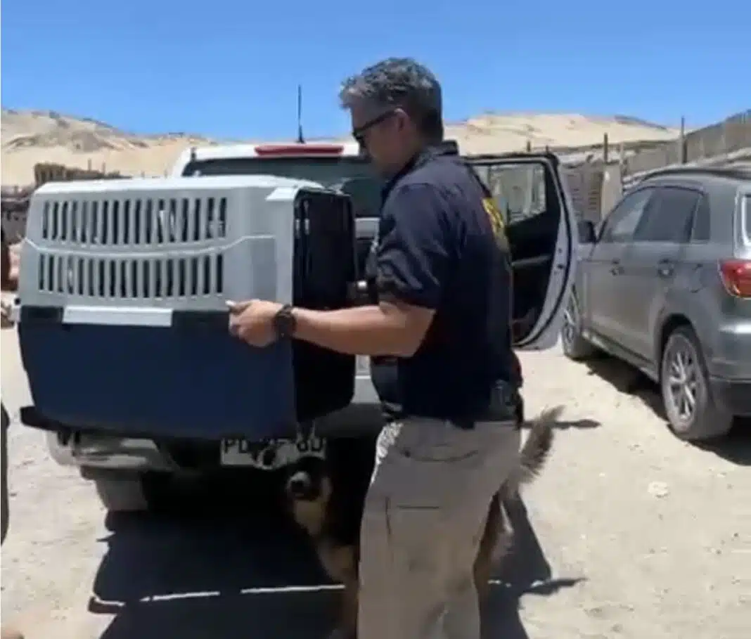 PDI detiene a mujer en Antofagasta por mantener a 15 perros en condiciones de maltrato y abandono