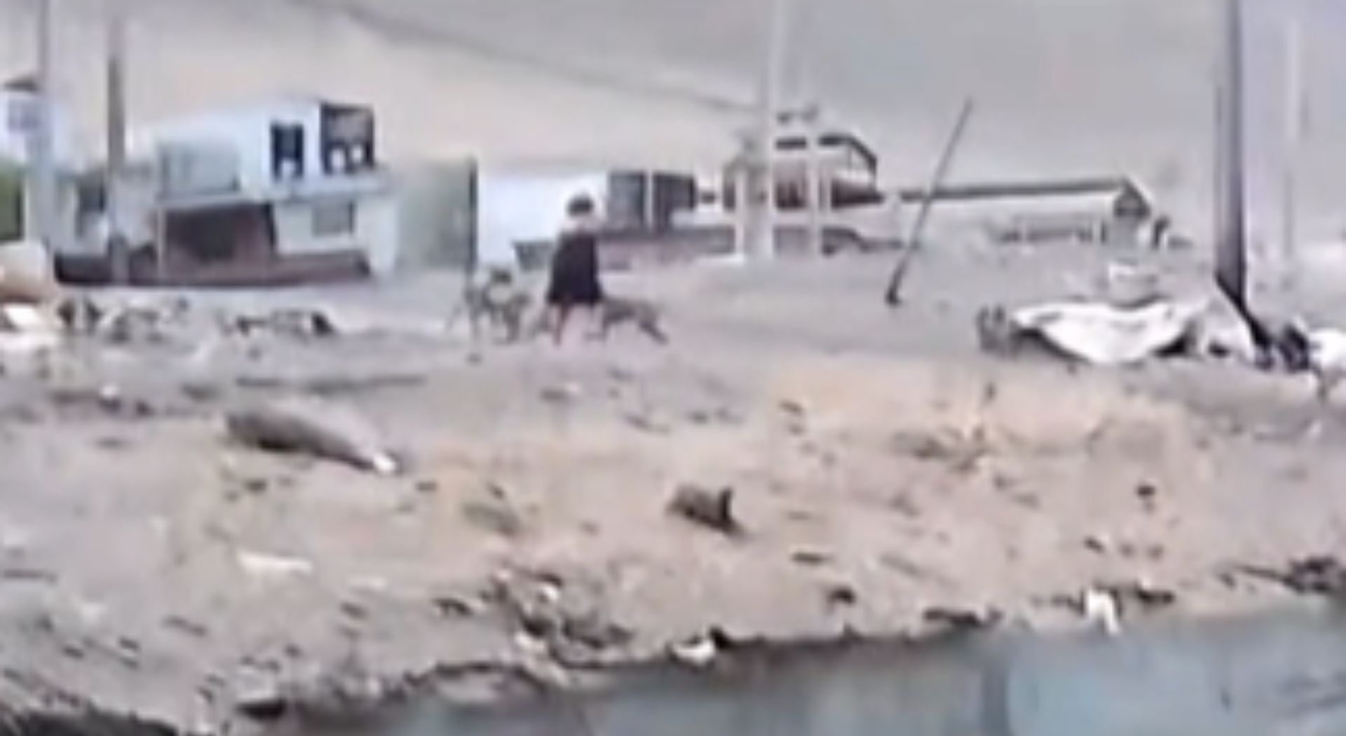 Vecinos reportan frecuentes ataques de perros en Los Arenales: grupo de aproximadamente 17 canes estaría detrás de los incidentes.