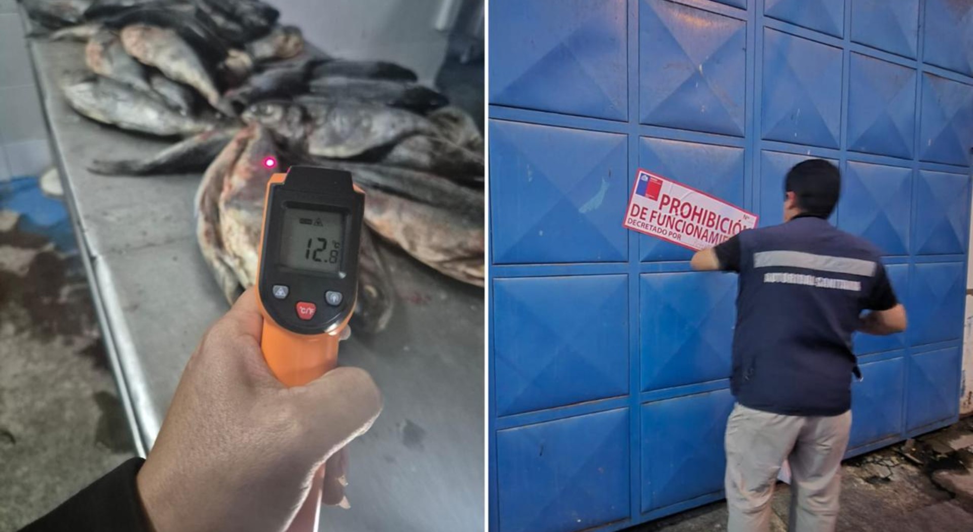 Incautan más de 200 peces en mal estado en una fábrica del norte de Antofagasta.