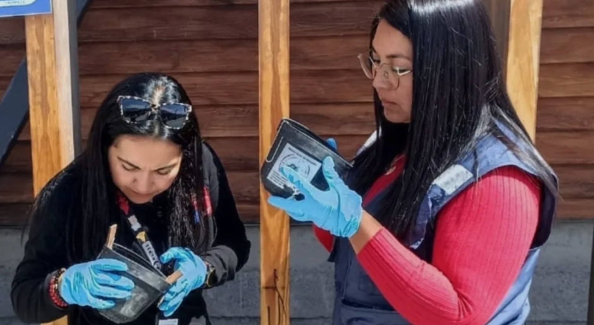 Encuentran larva de mosquito portador de dengue, zika y fiebre amarilla en Tocopilla.