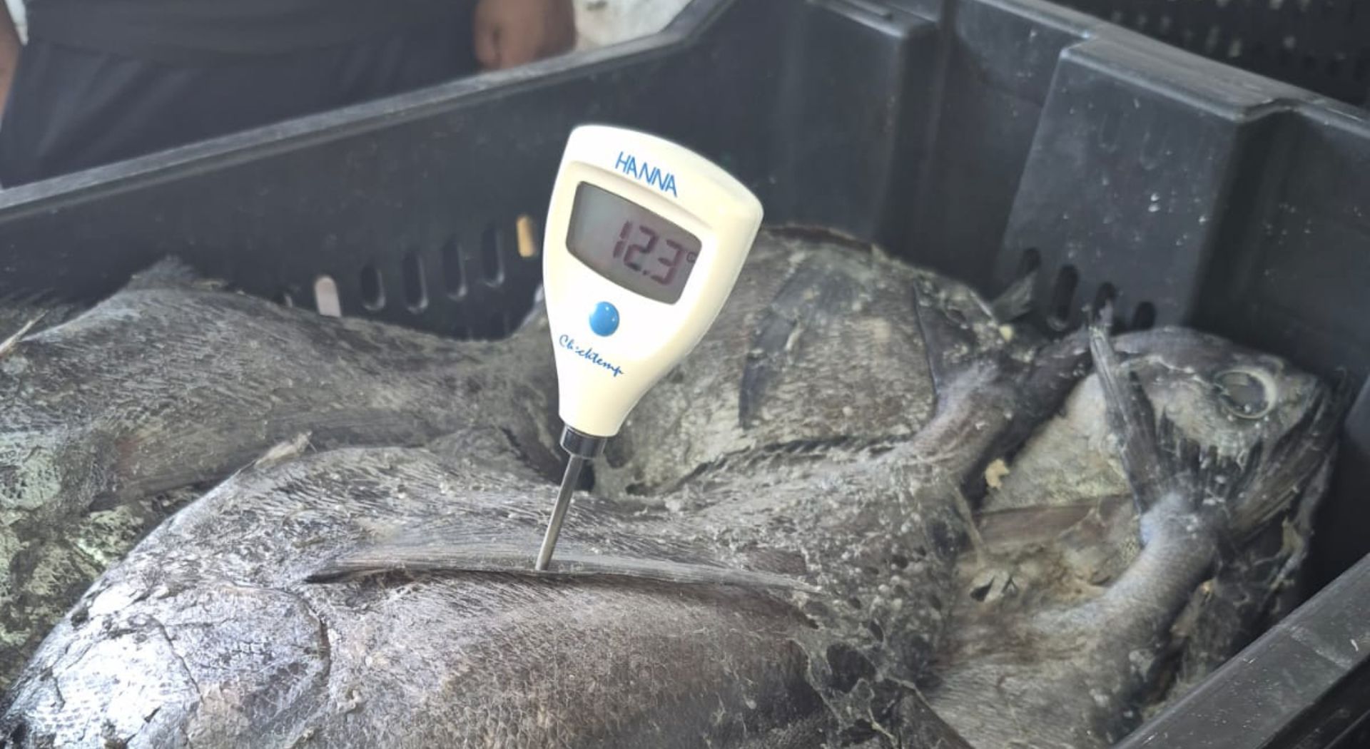 Después de quejas por mal olor, se abre investigación sanitaria a pescadería en Antofagasta.