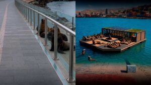 Nuevas Soluciones para Mejorar la Convivencia entre Lobos Marinos y Vecinos en Antofagasta