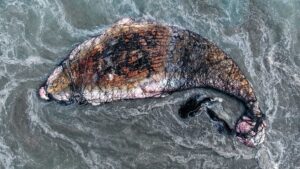 Investigación tras el hallazgo de una ballena jorobada muerta en Mejillones