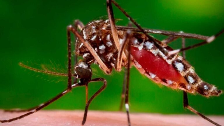Nuevo hallazgo de Aedes aegypti en Antofagasta: Se confirma foco 19 en la ciudad